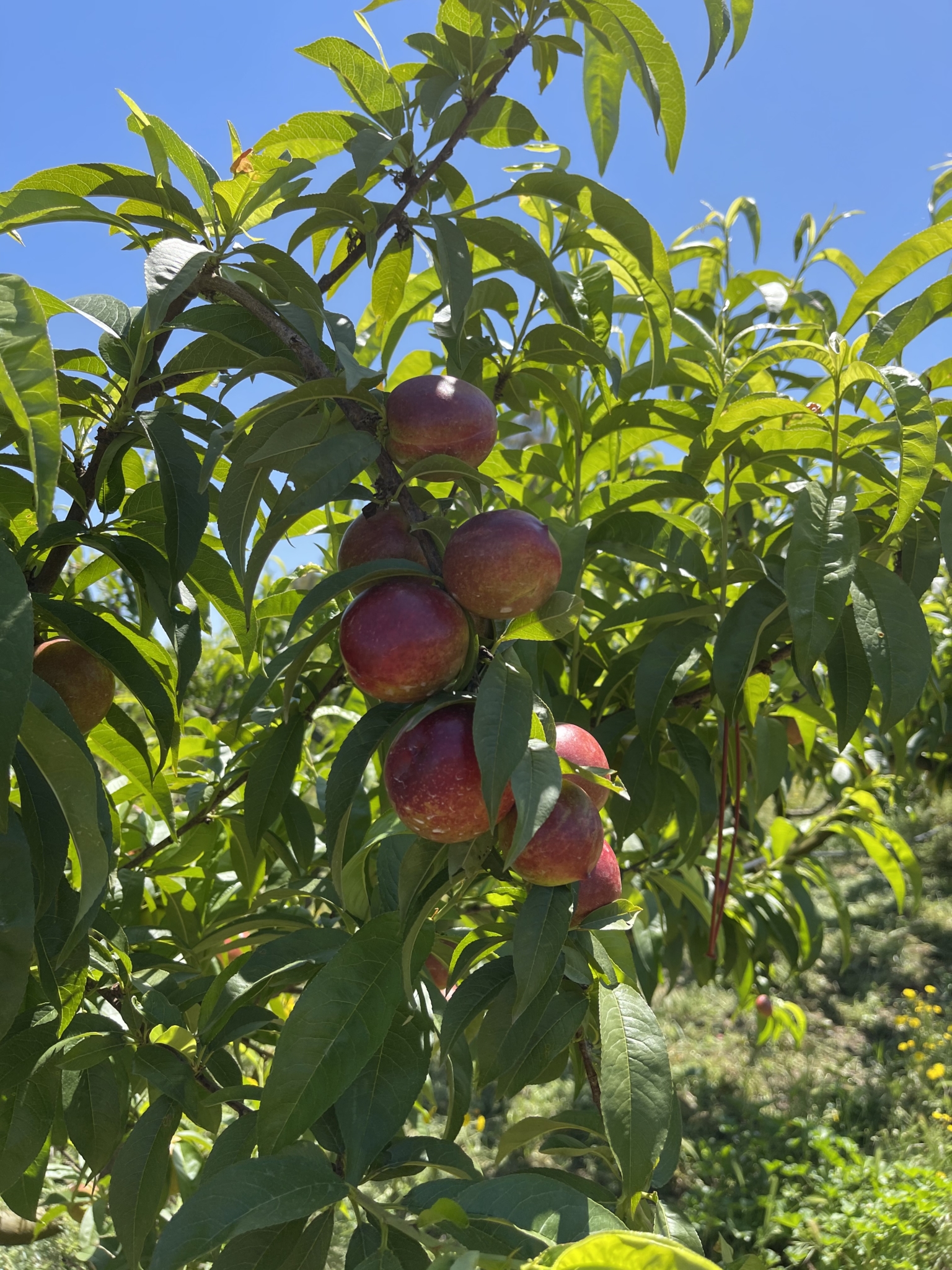 The stonefruit season is coming! Biosphera